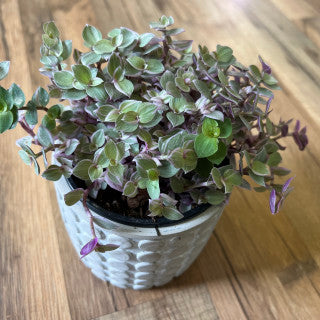 callisia repens 'Pink Panther'