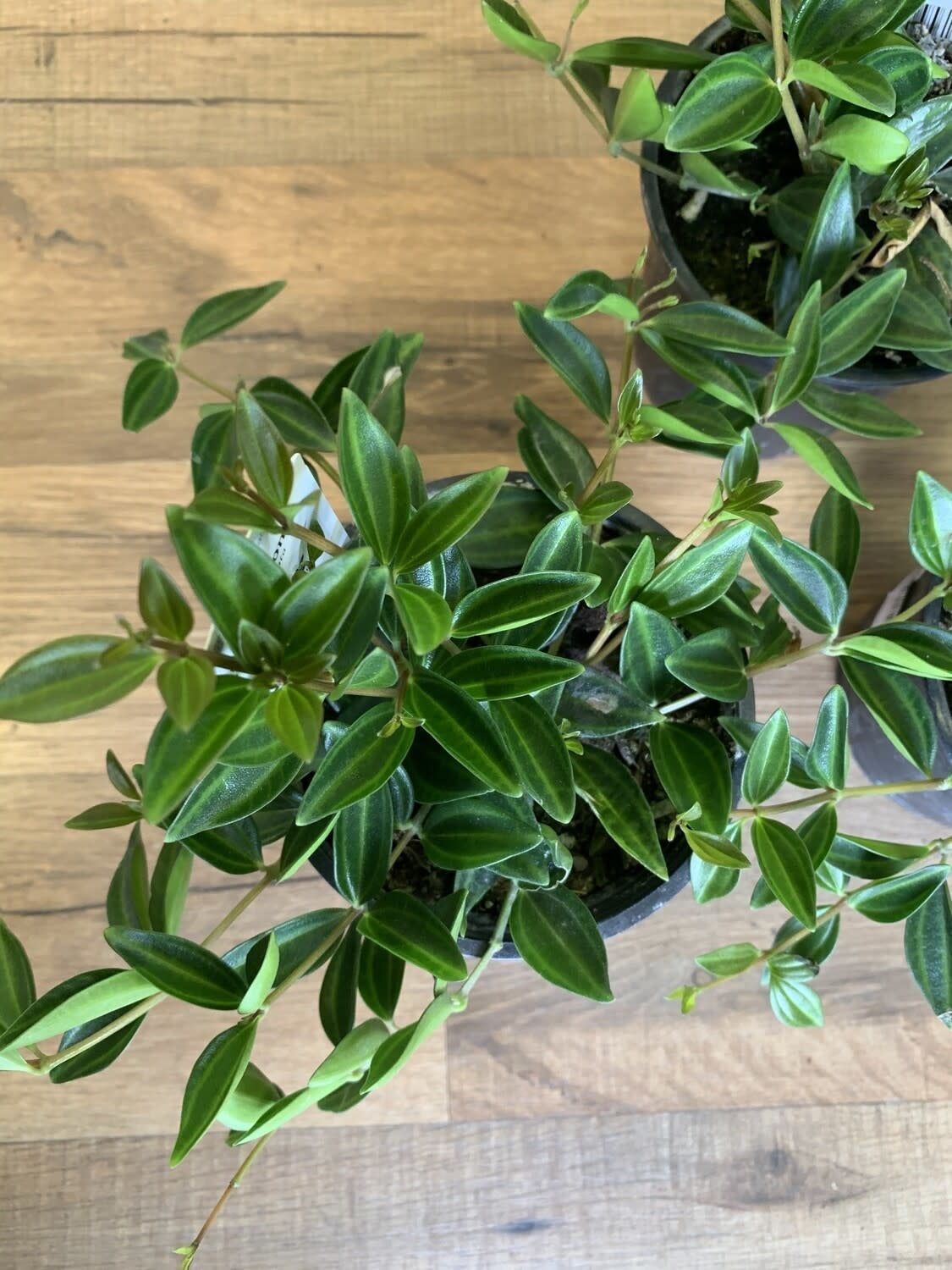 Peperomia angulata 'Beetle'