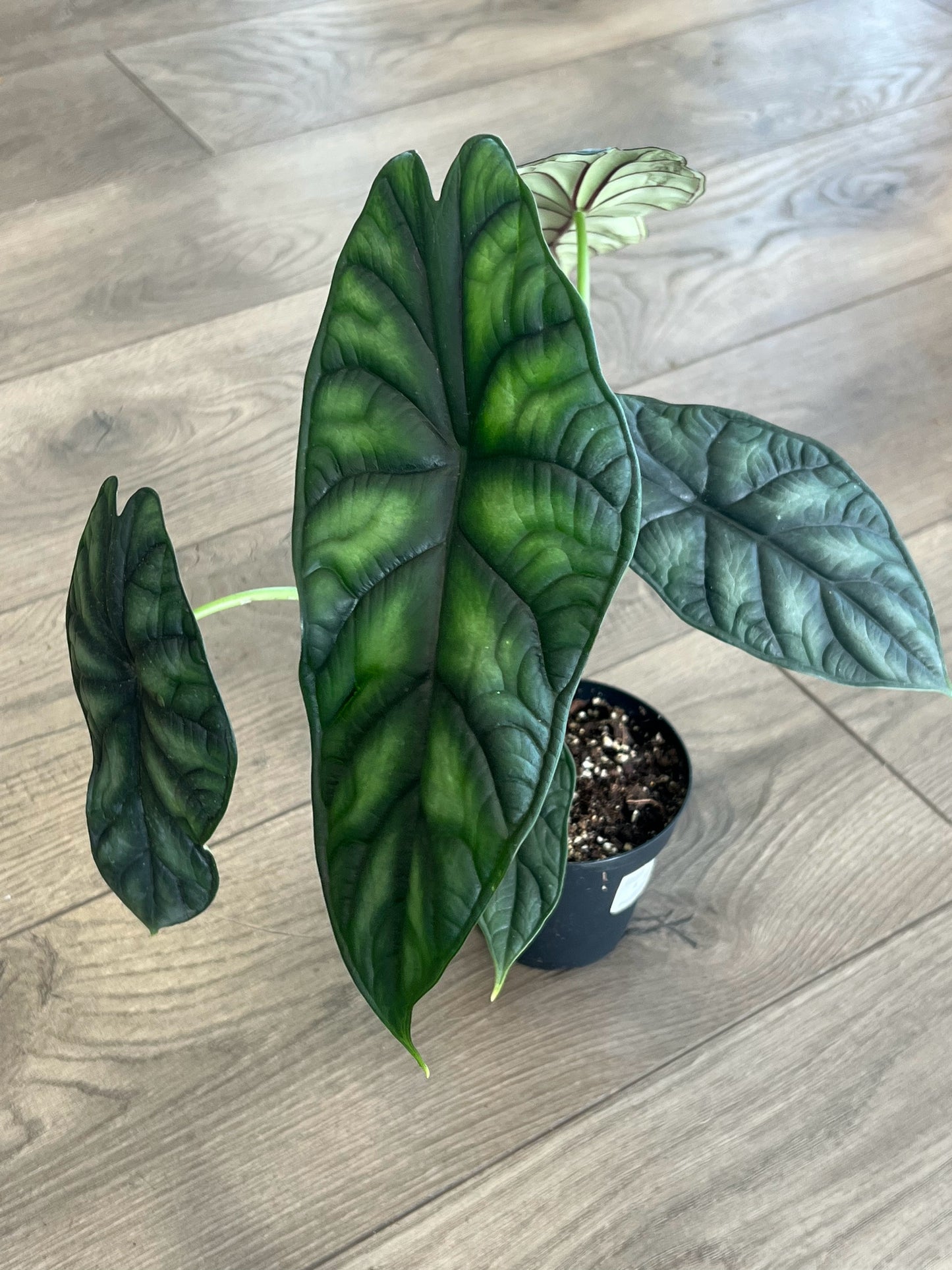 Alocasia baginda 'Dragon Scale'