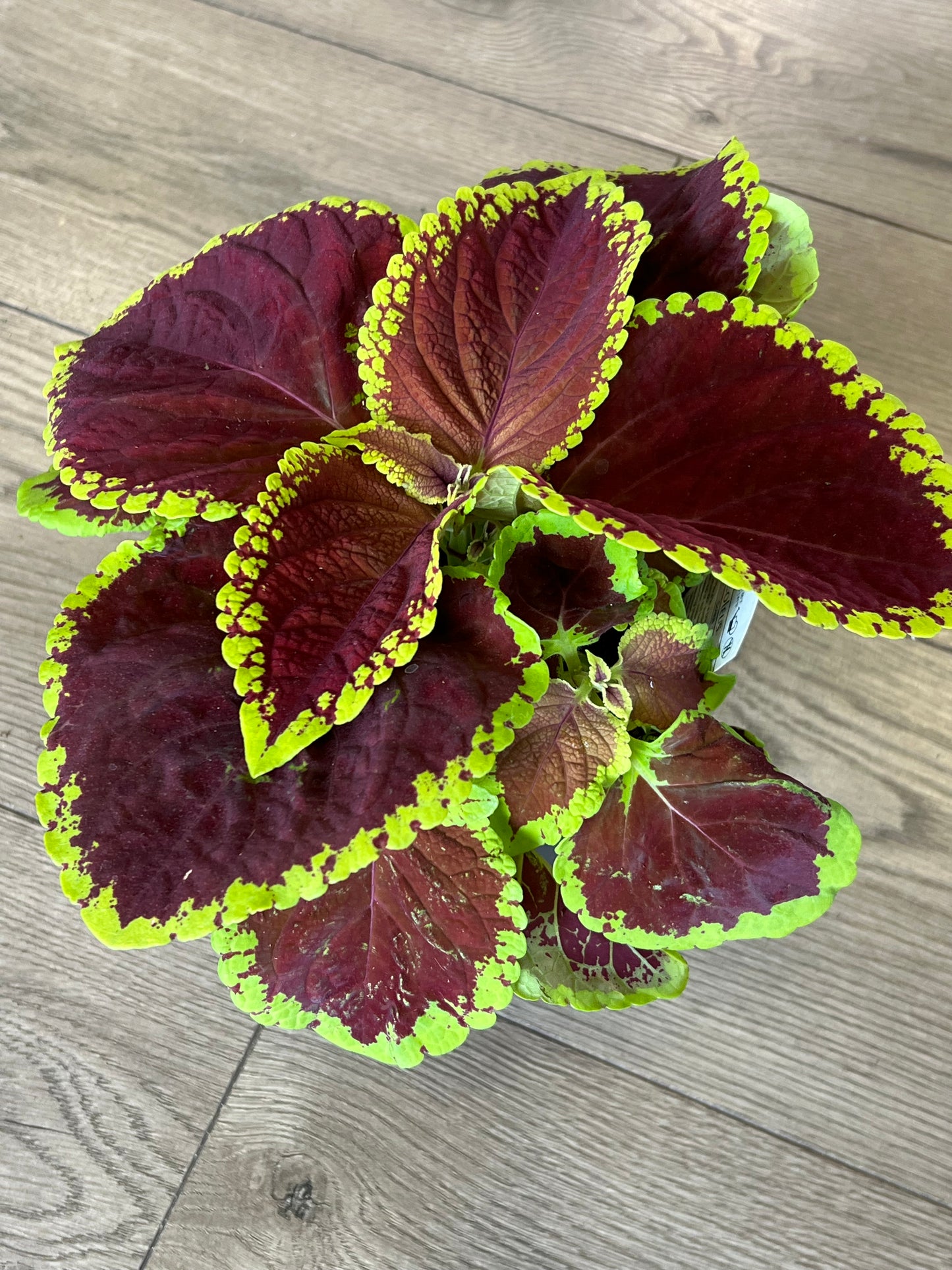 Coleus 'Jr Scarlet'