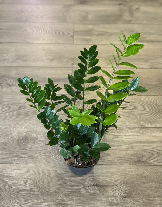 Zamioculcas zamiifolia 'ZZ'