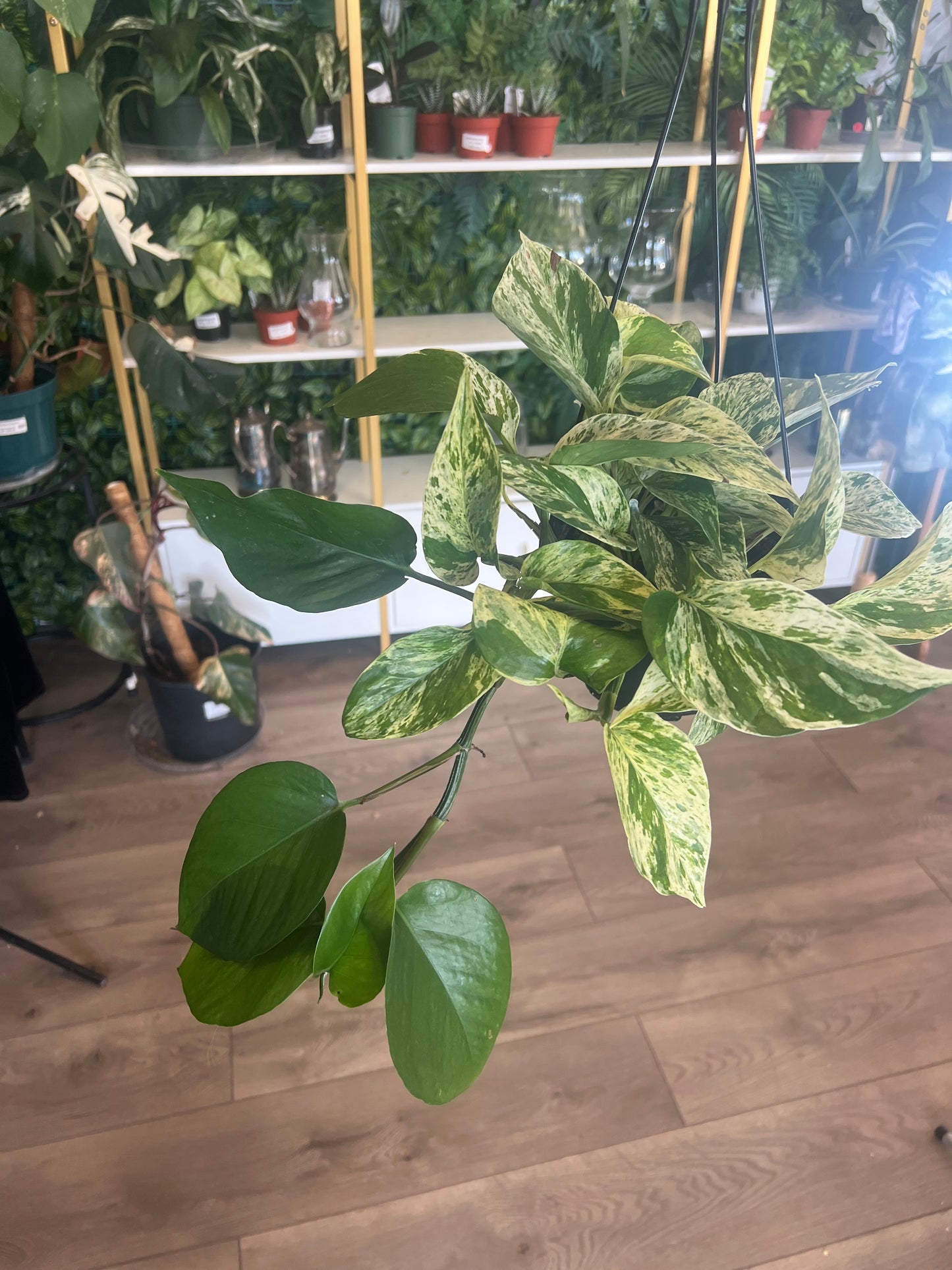 Epipremnum Aureum 'Marble Queen'