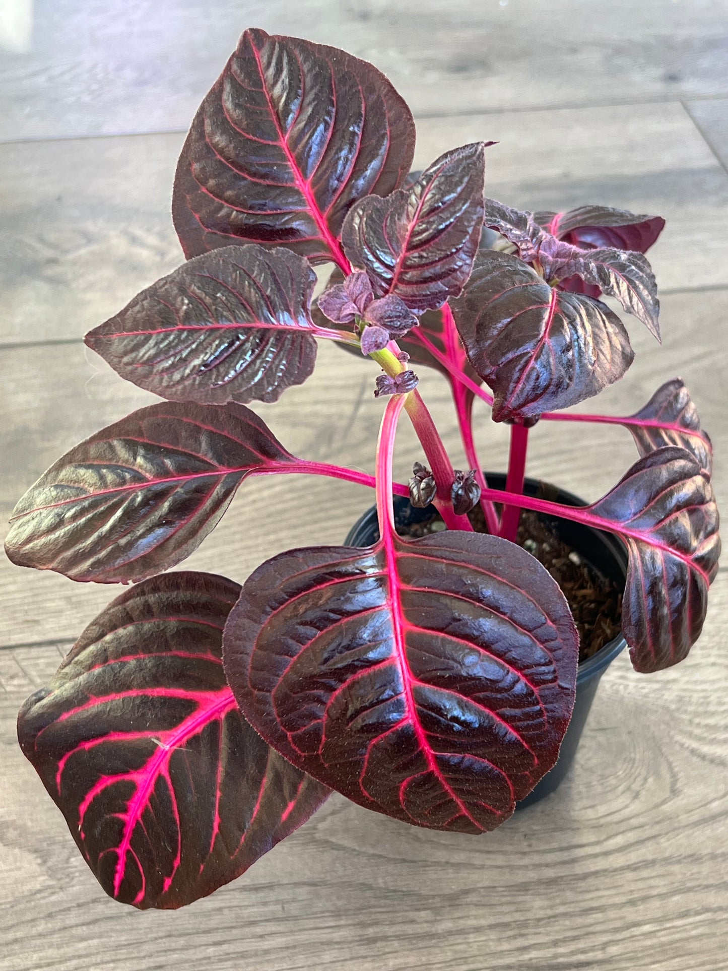 Iresine 'Bloodleaf'