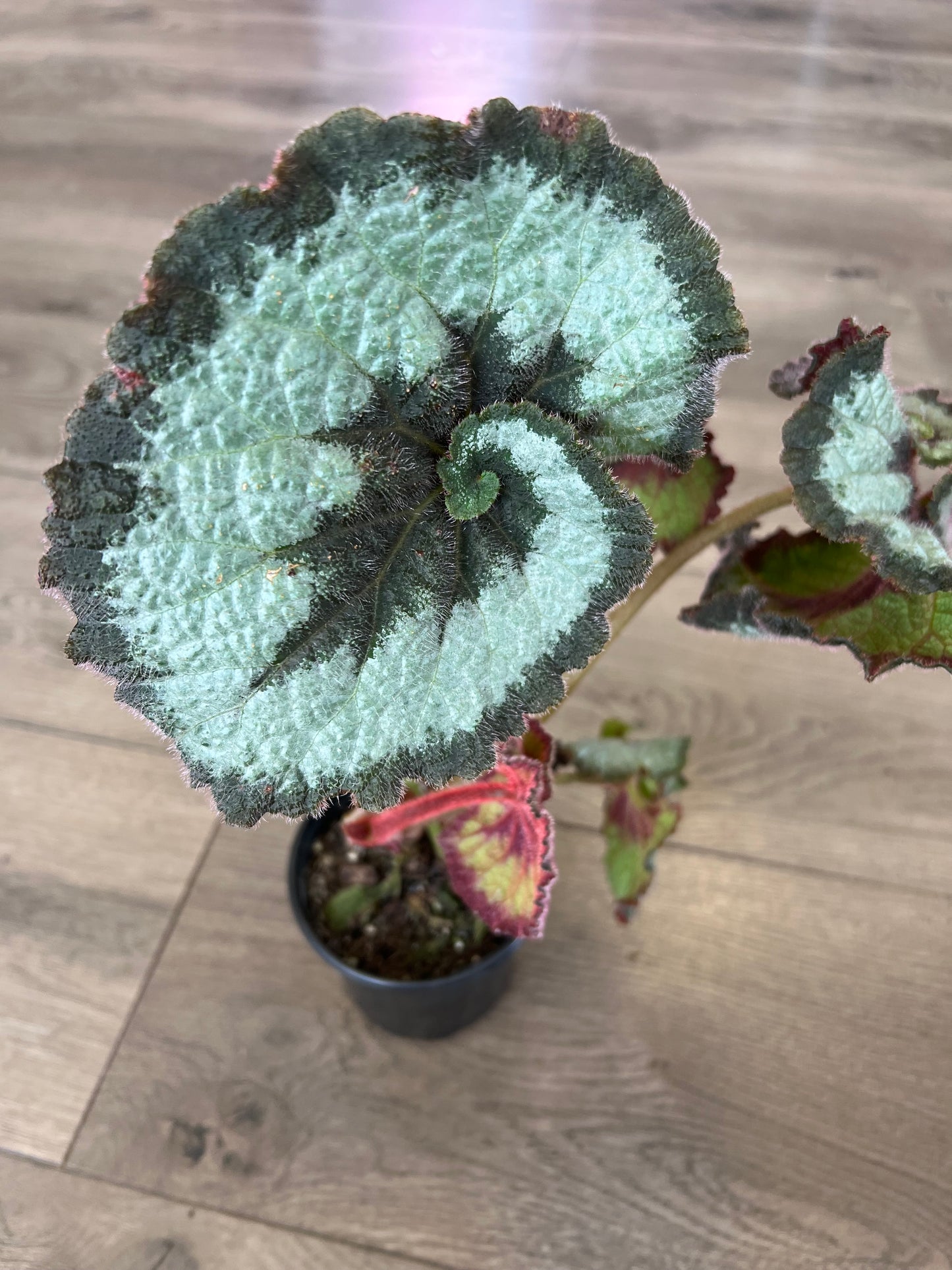 Begonia Rex 'Escargot'