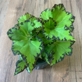 Begonia Rex 'River Nile'