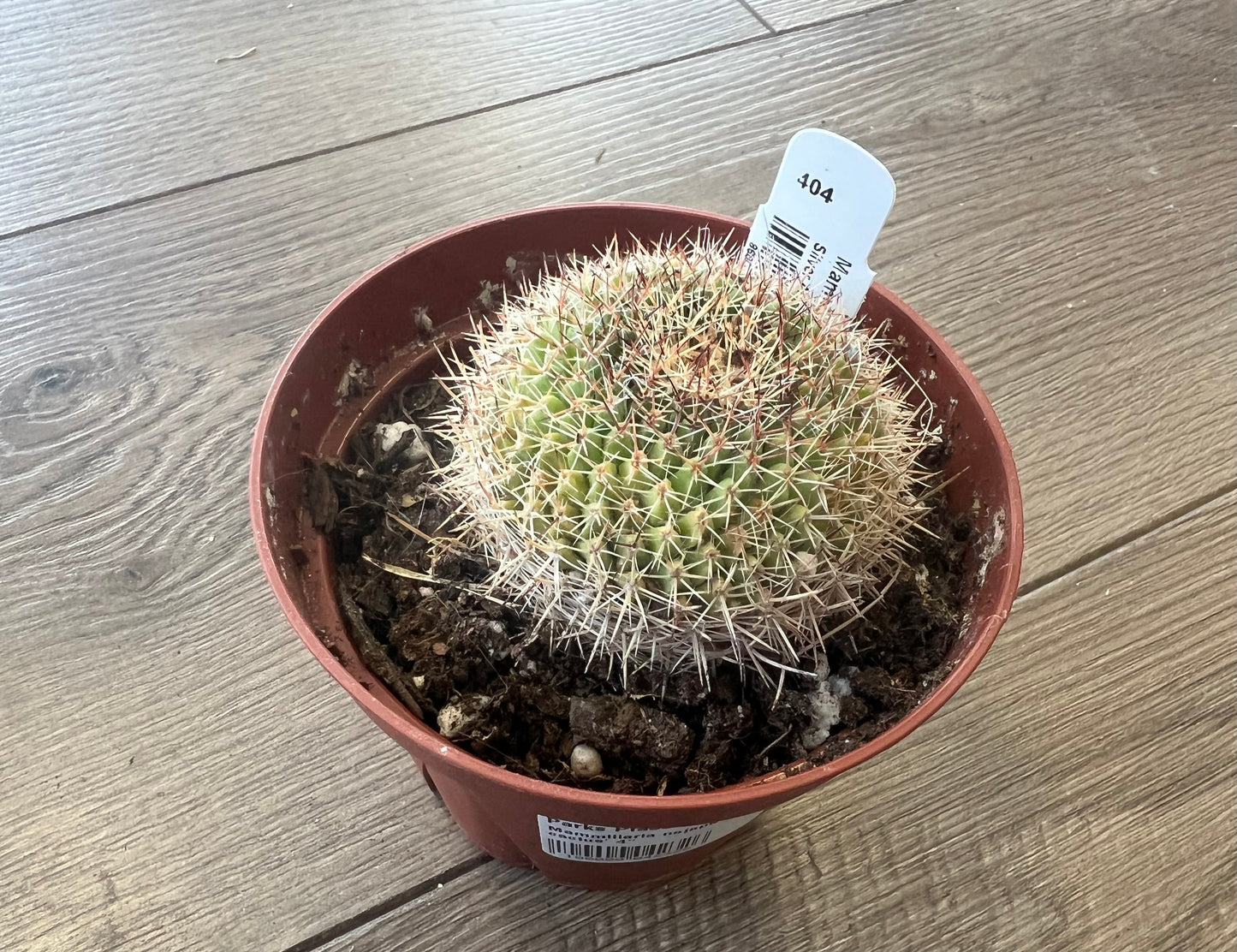 Mammillaria nejapenis 'Silver Arrow'