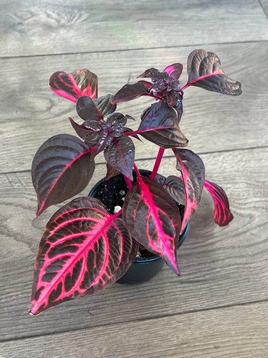 Iresine 'Bloodleaf'