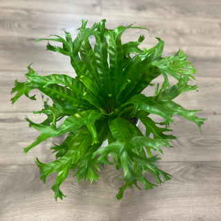 Asplenium nidus ' Leslie Birds Nest Fern'