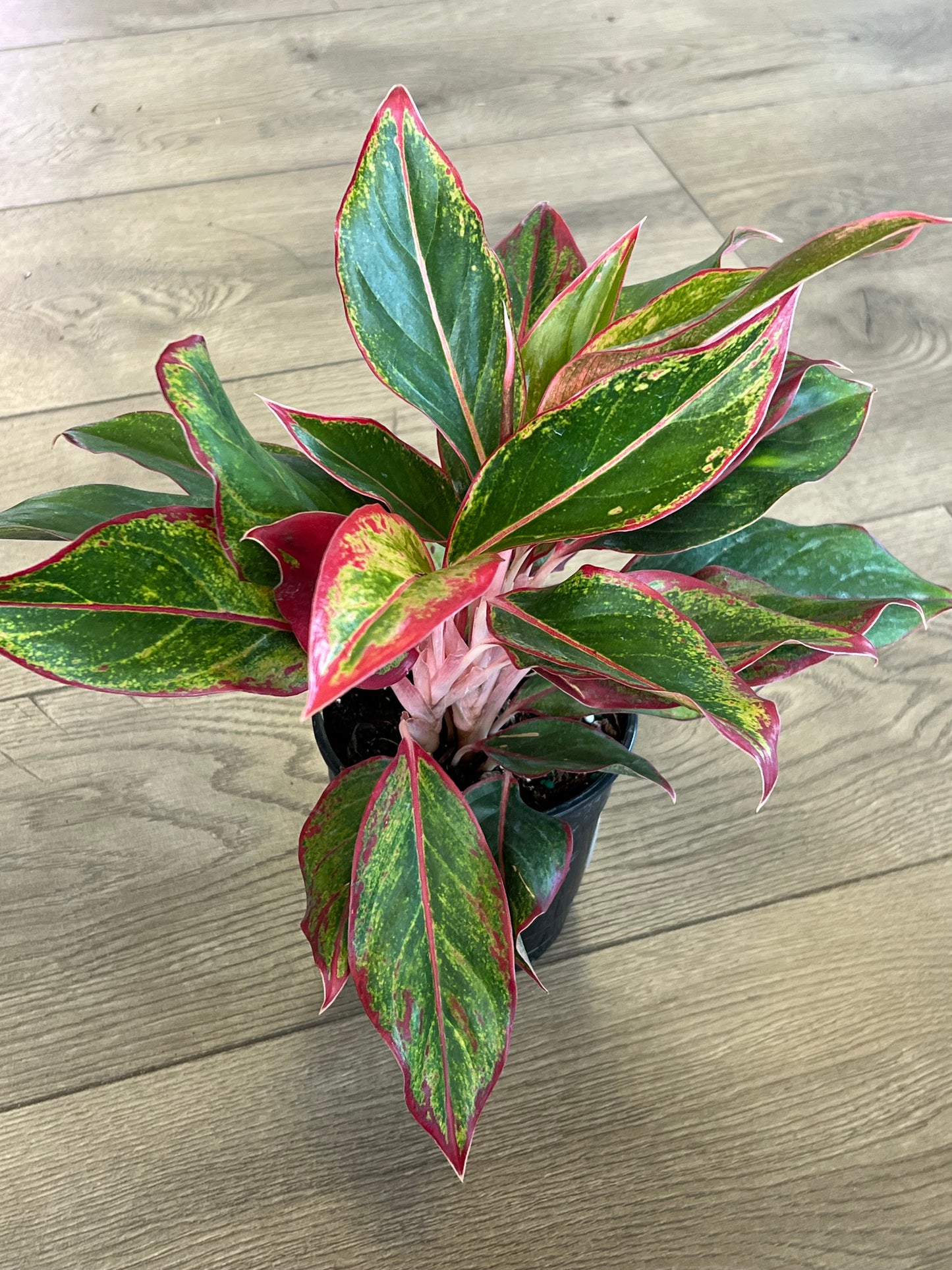 Aglaonema 'Siam'