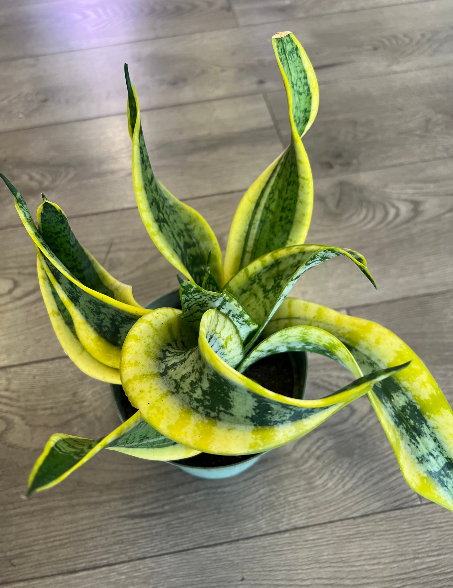 Sansevieria 'Twisted Sister'