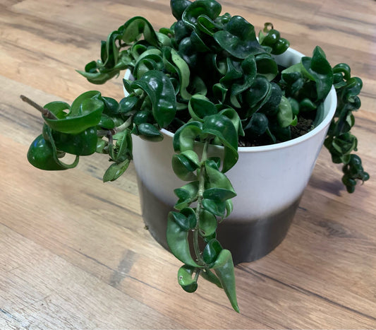 Hoya 'Compacta rope'