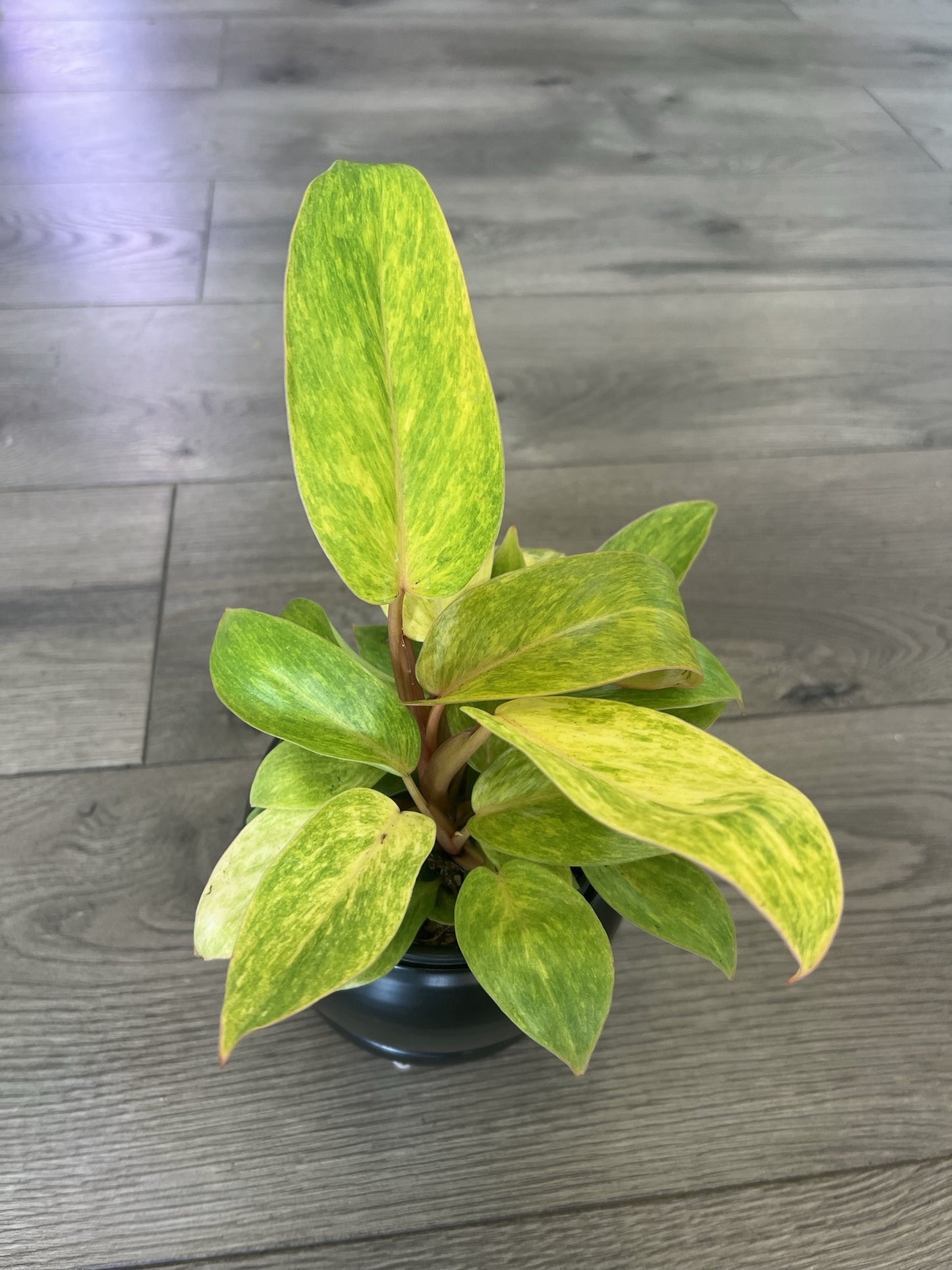 Philodendron 'Painted Lady'