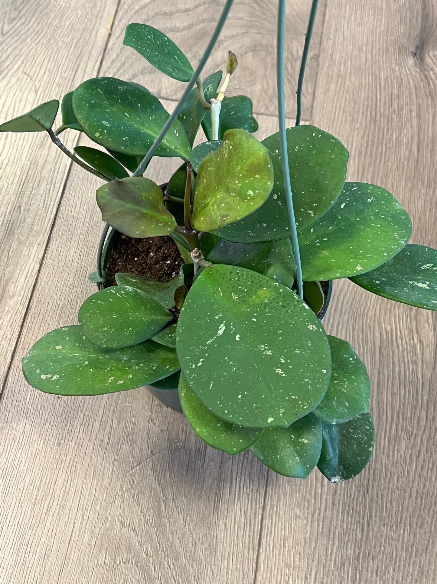 Hoya obovata