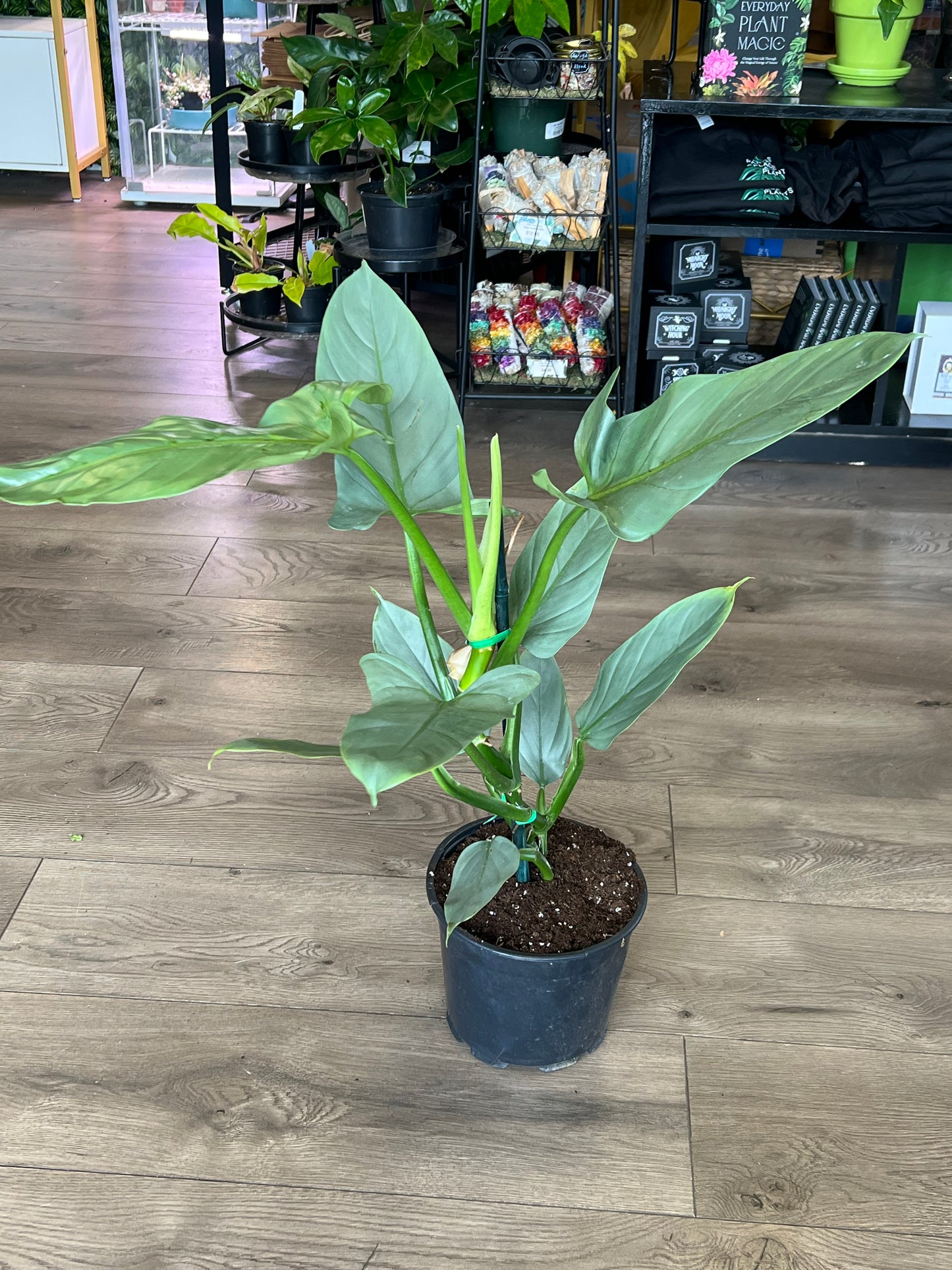 Philodendron hastatum 'Silver Sword'