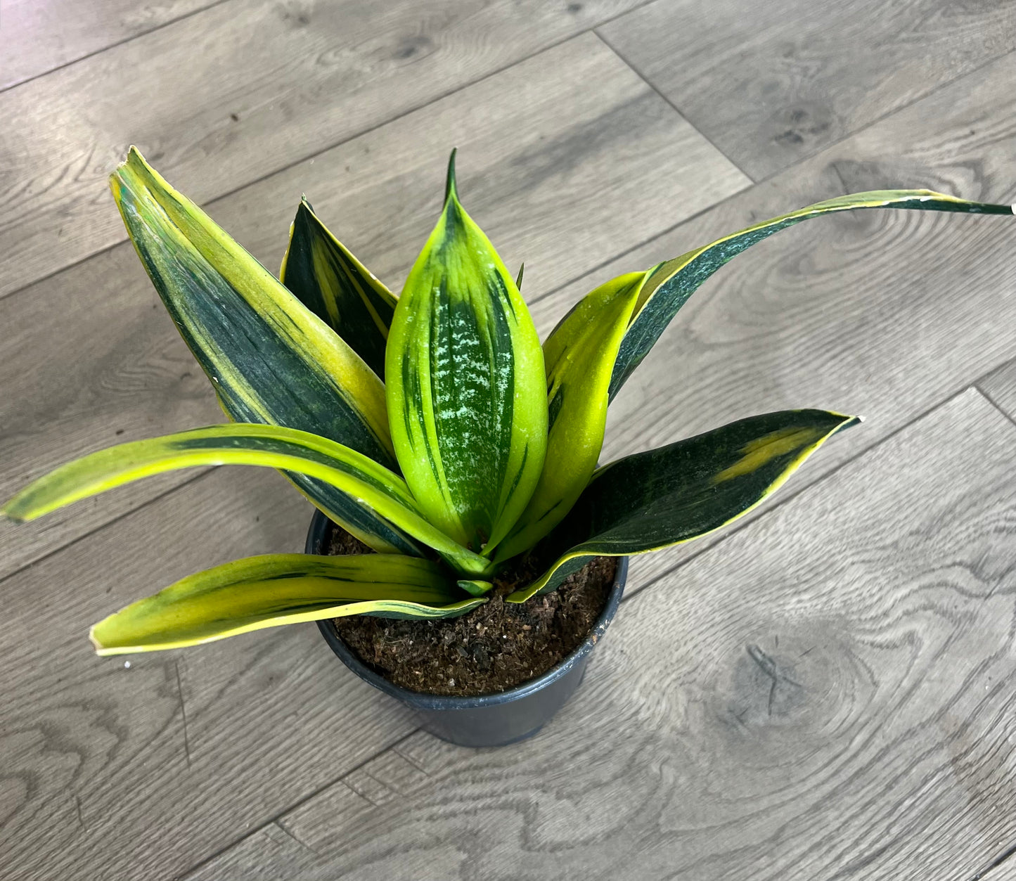 Sanseveria 'Gold Flame Snakeplant’