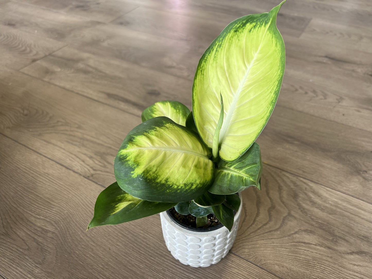 Dieffenbachia 'Camille'