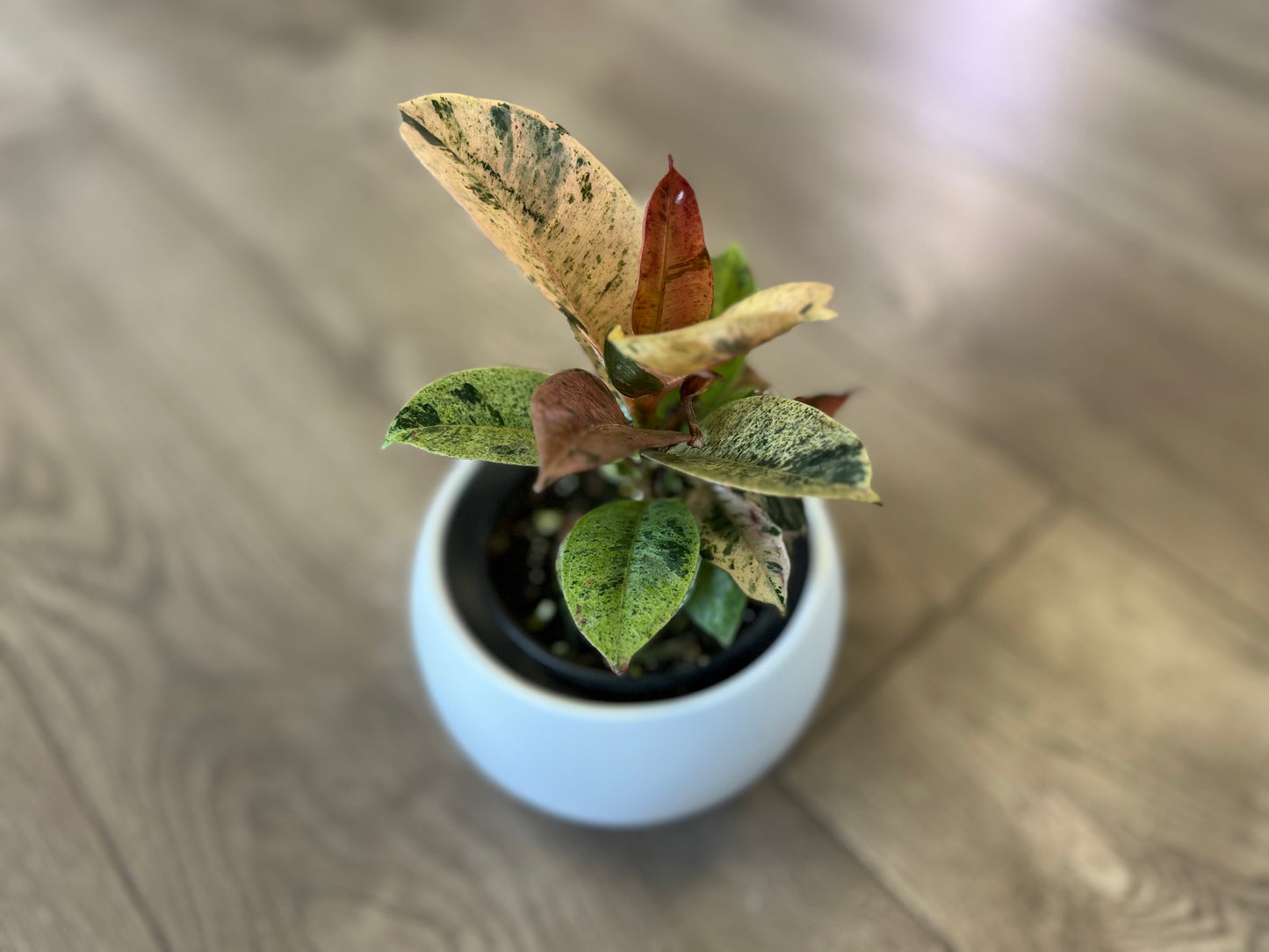 Ficus elastica 'Shivereana'