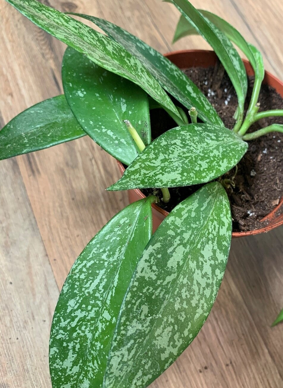 Hoya pubicalyx splash