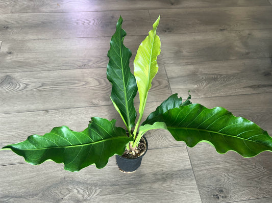 Anthurium 'Plowmanii'