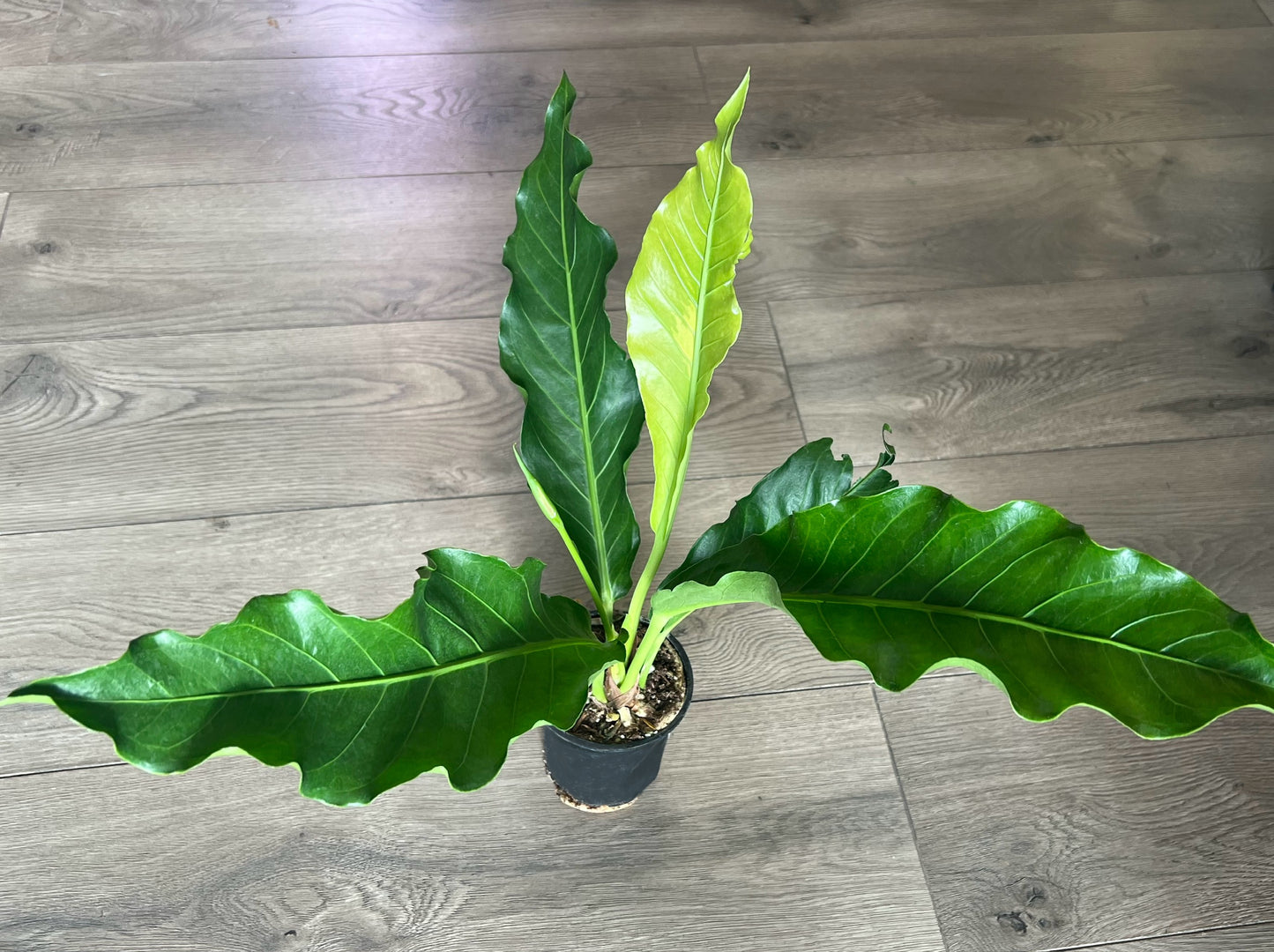 Anthurium 'Plowmanii'