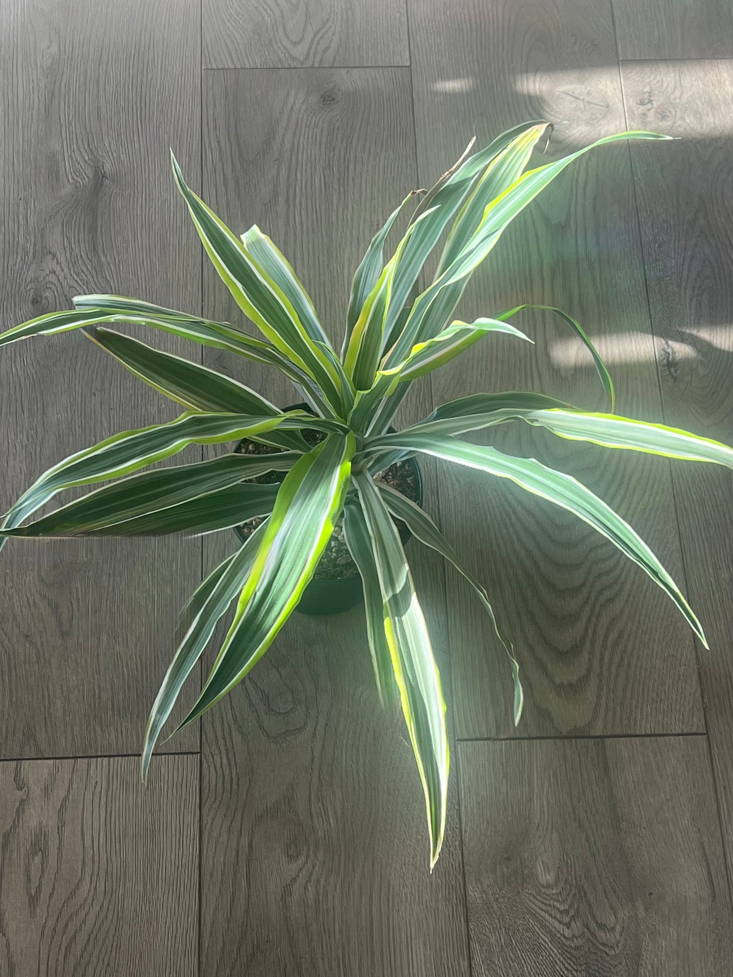 Dracaena 'Lemon Lime'