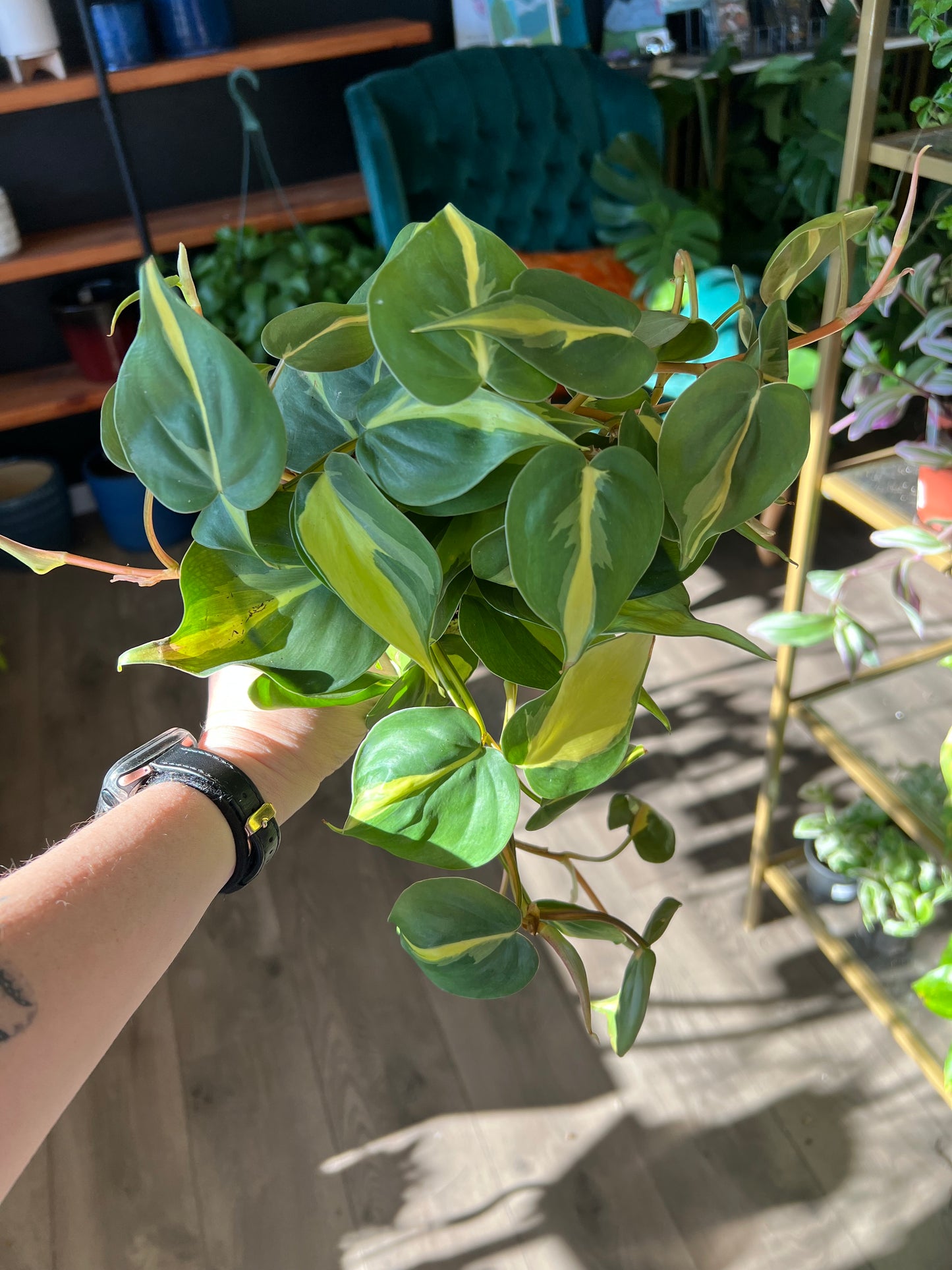 Philodendron cordatum 'Brasil'