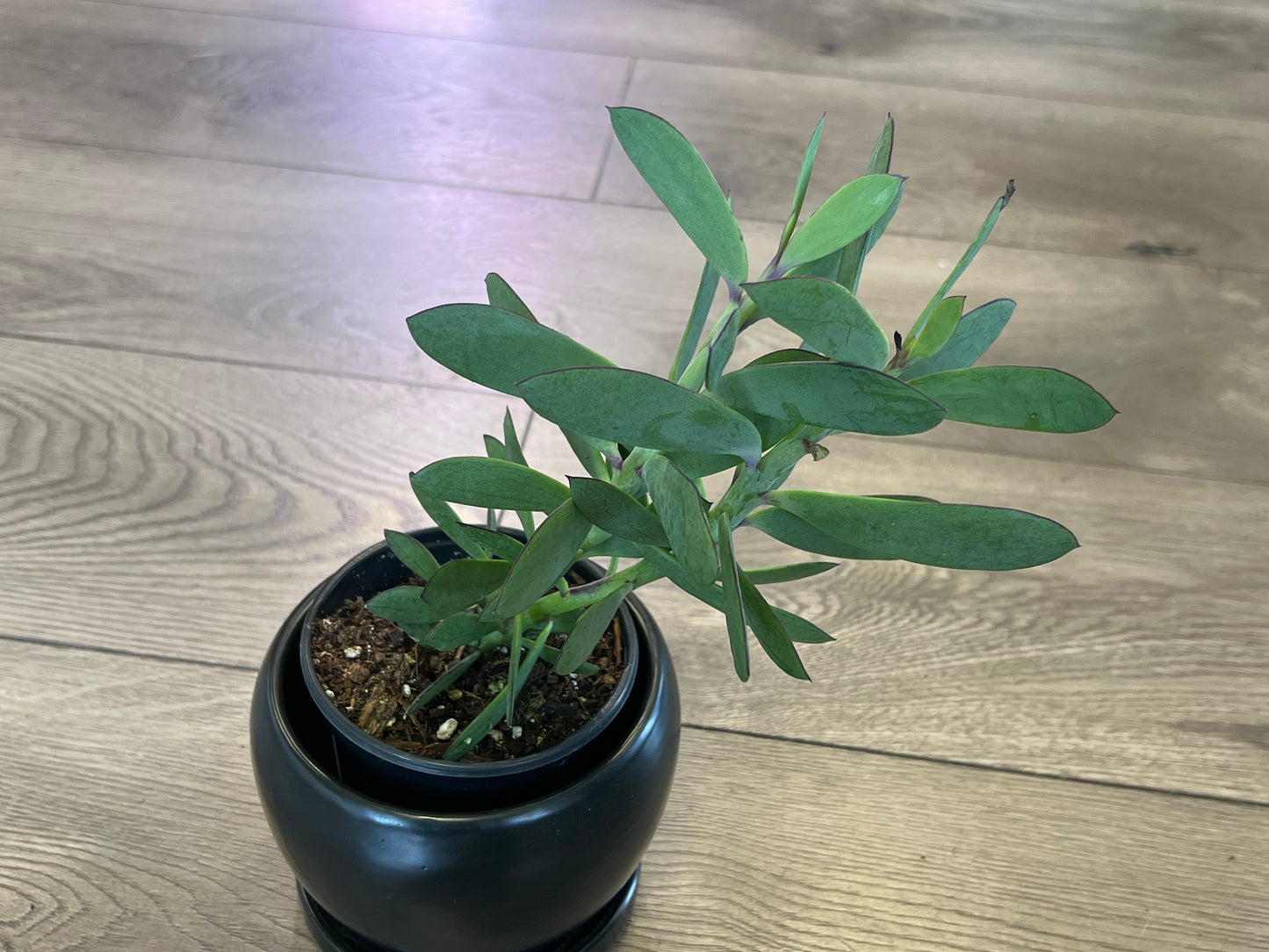 Senecio crassissimus 'Lavender Steps'