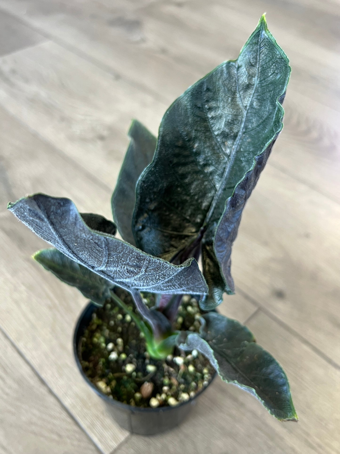 Alocasia chienlii 'Antoro Velvet'