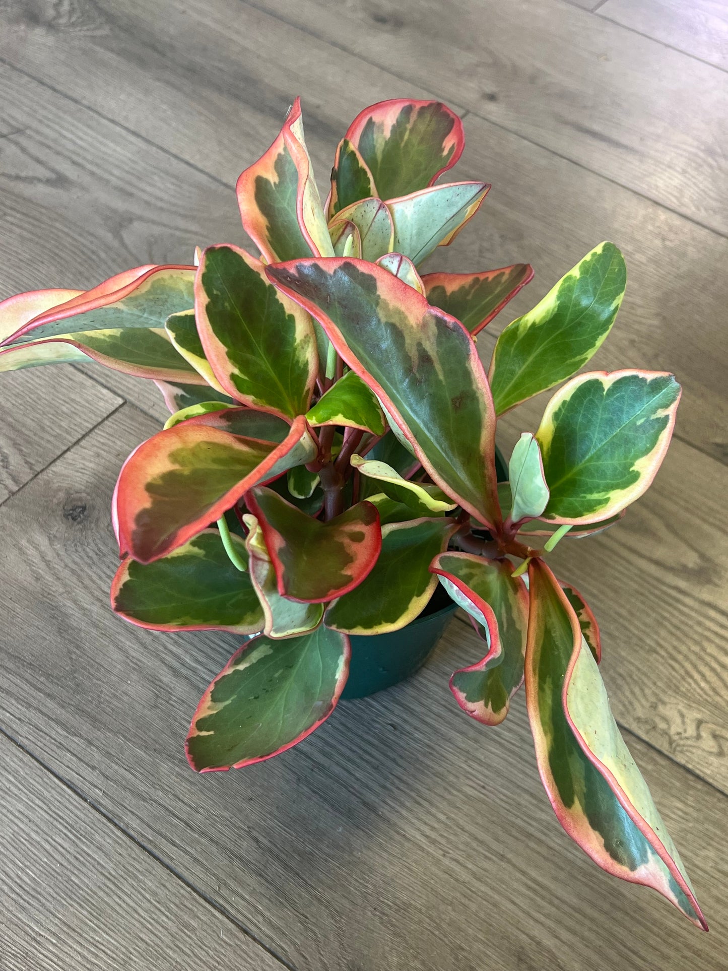 Peperomia 'Gabby'