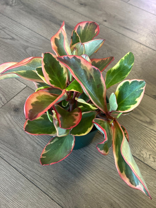 Peperomia 'Gabby'
