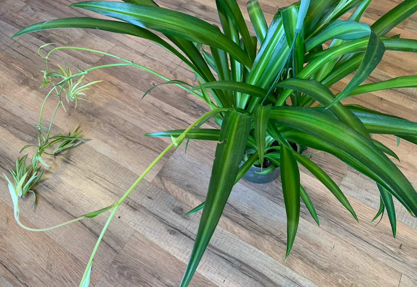 Chlorophytum comosum 'Hawaiian Spider Plant'