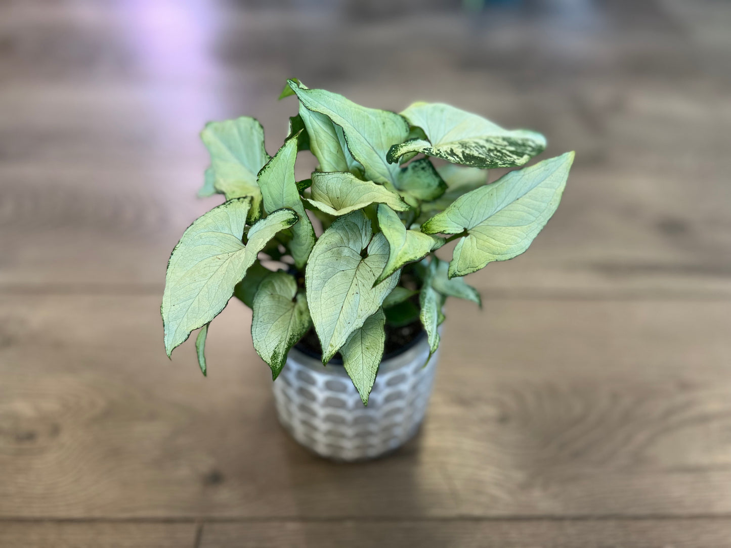 Syngonium 'White Butterfly'