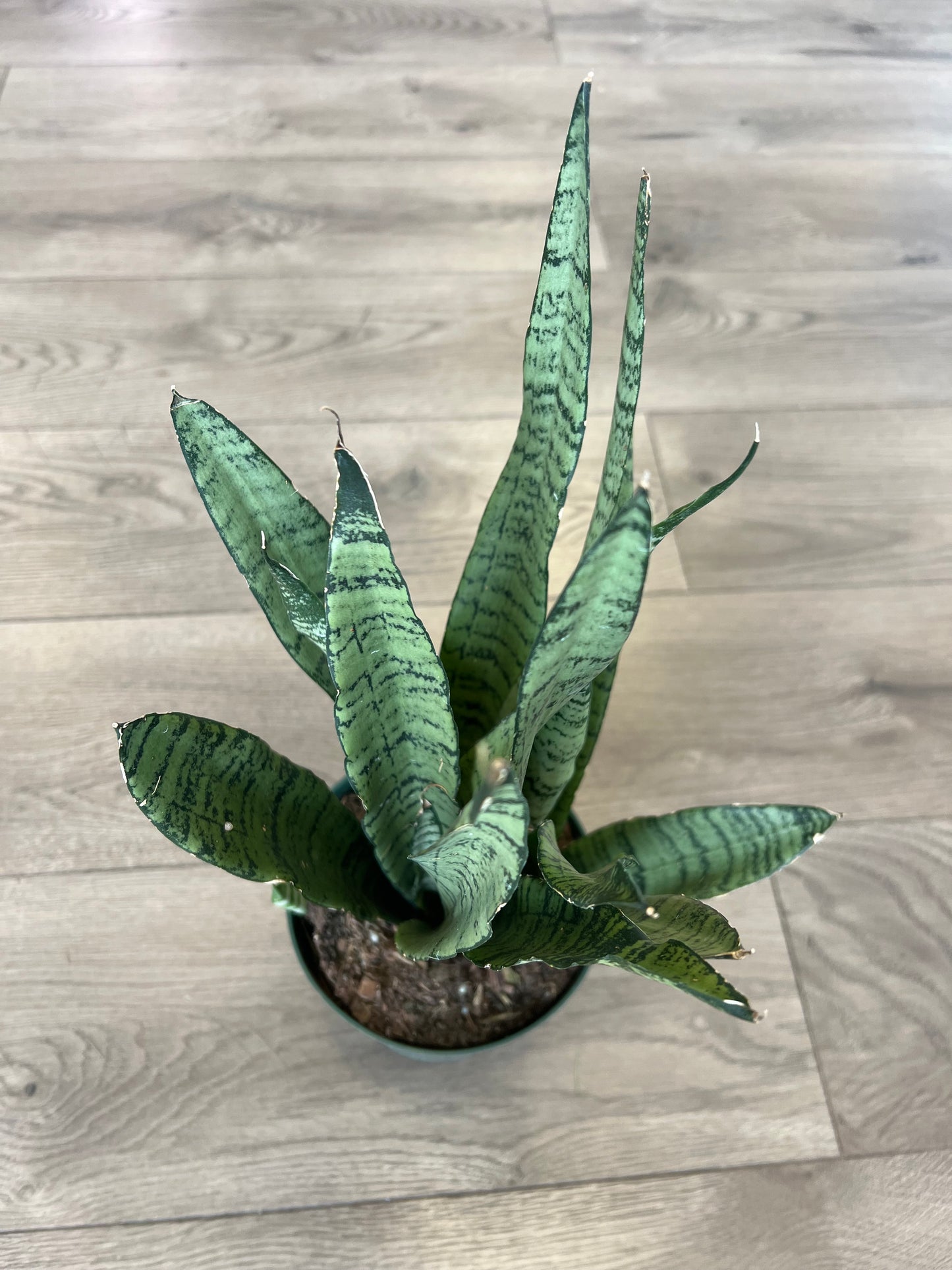 Sansevieria 'Zeylanica'