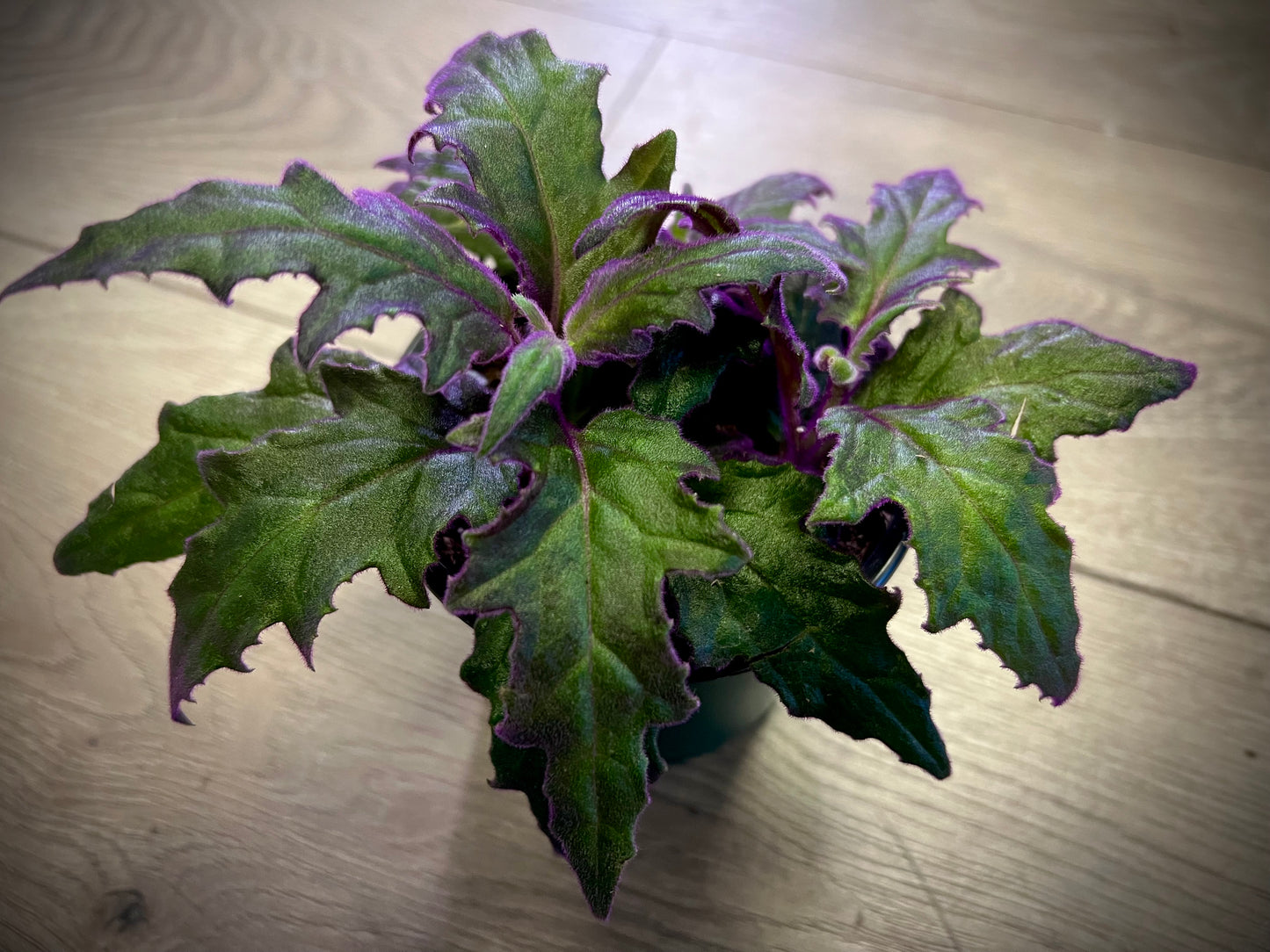 Gynura aurantiaca 'Purple Passion'