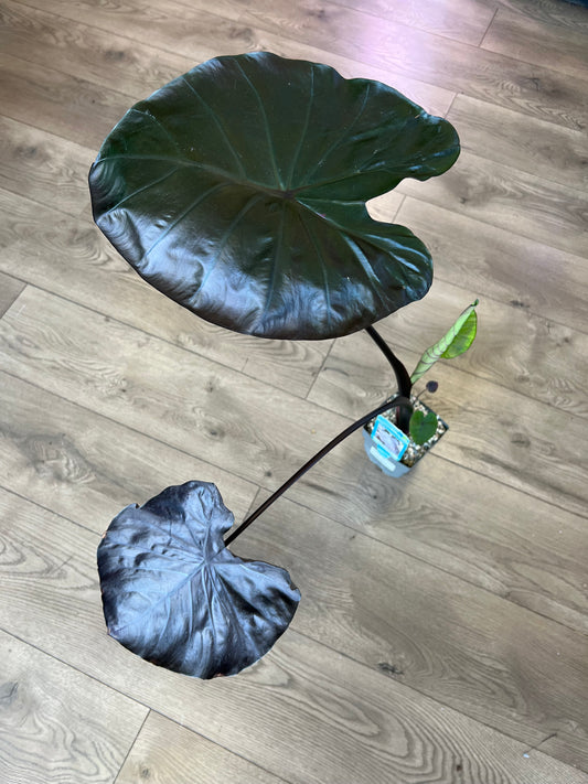 Colocasia 'Black Coral'