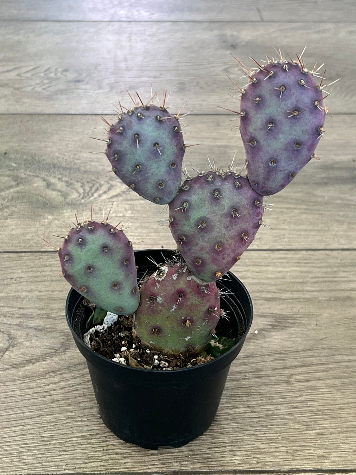 Opuntia x basilaris 'Dwarf Prickly Pear cactus'
