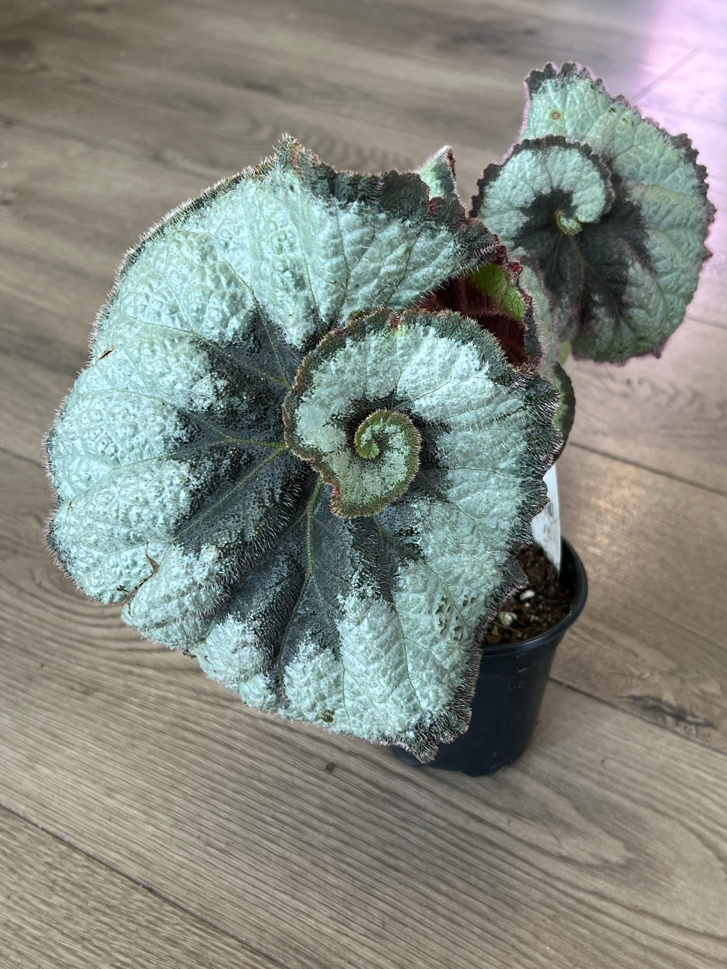 Begonia Rex 'Escargot'