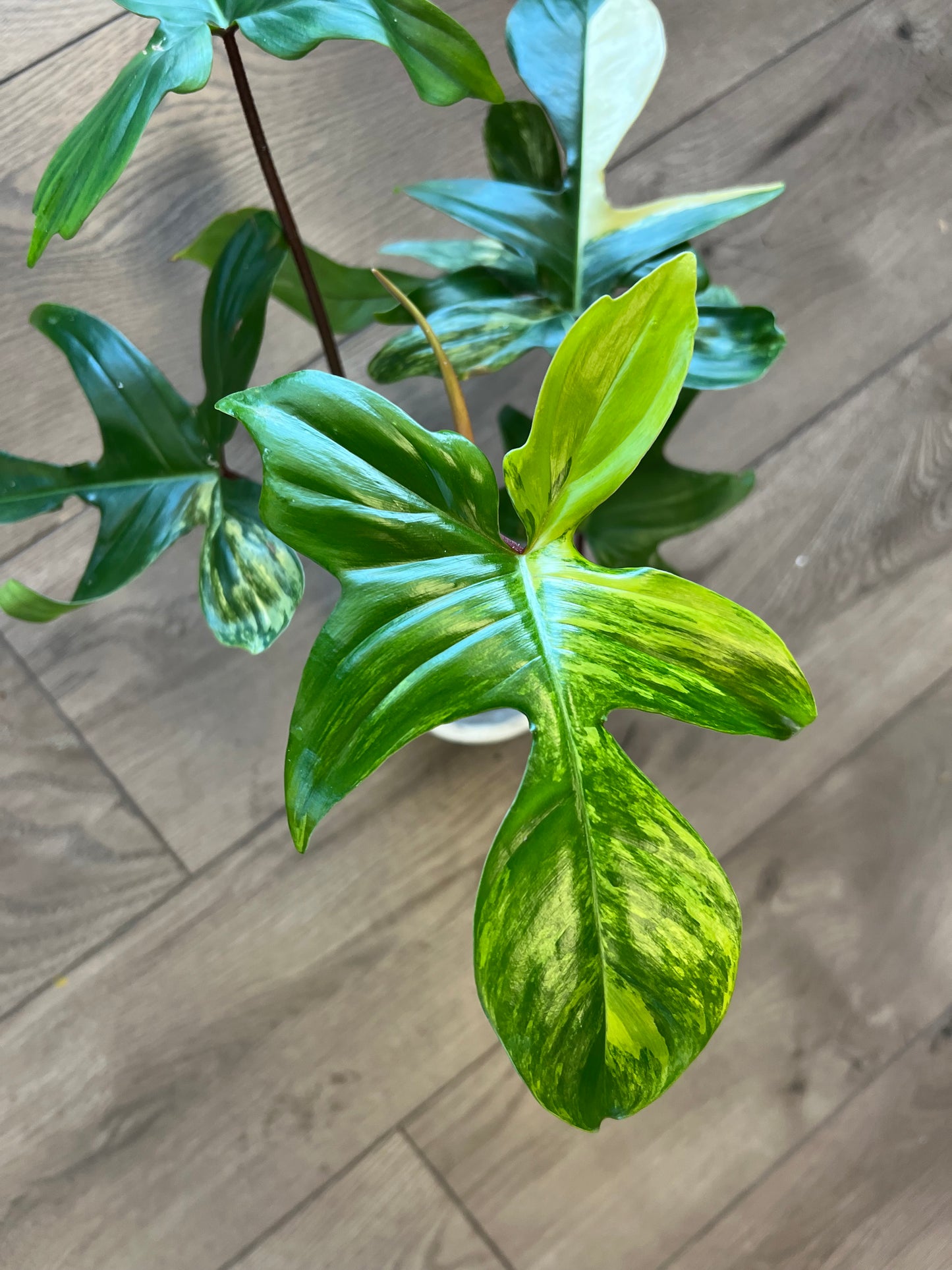 Philodendron 'Florida Beauty'