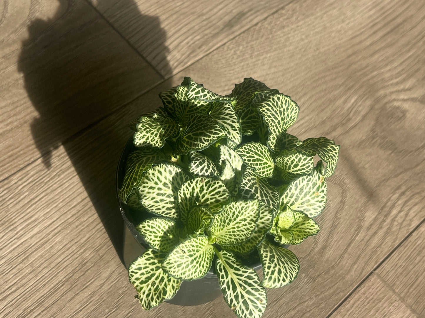 Fittonia 'Nerve Plant' White