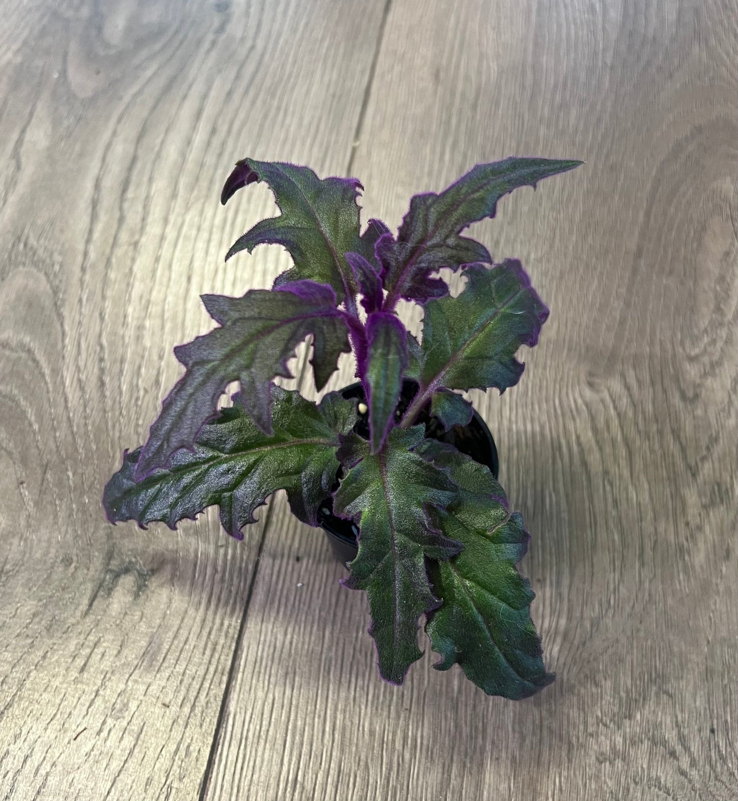 Gynura aurantiaca 'Purple Passion'