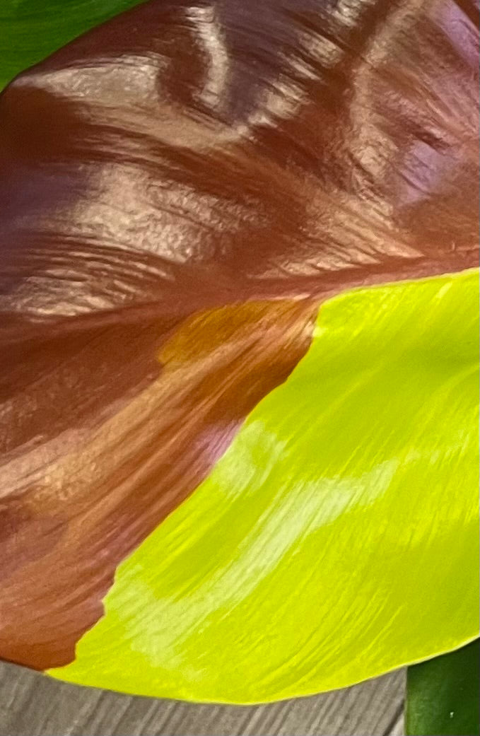 Philodendron 'Yellow Flame'