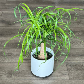 Beaucarnae recurvata 'Ponytail Palm'