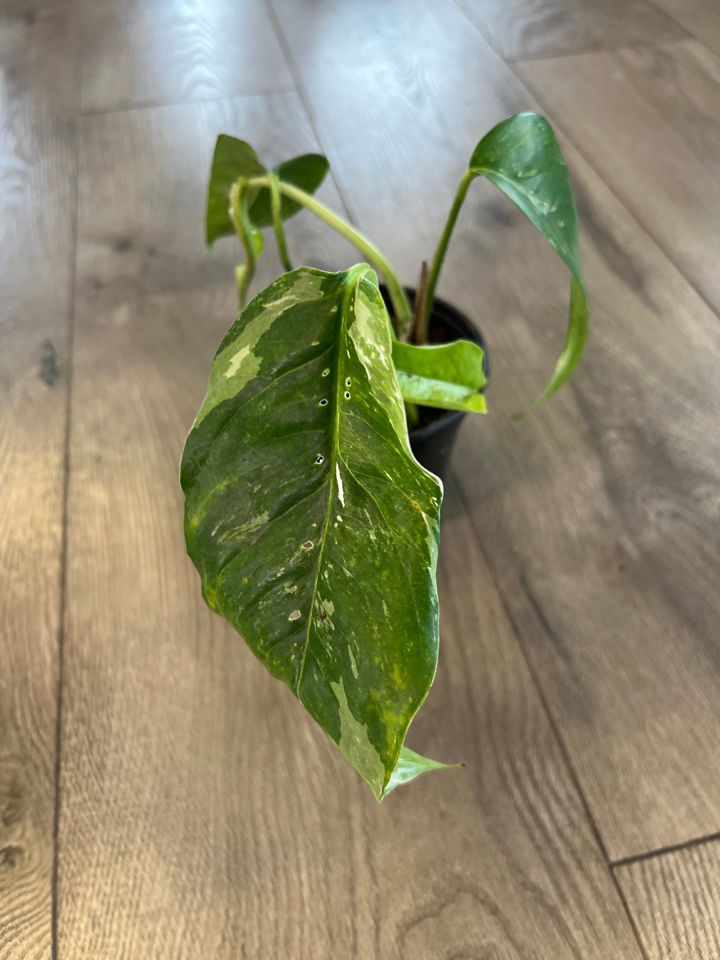 Epipremnum pinnatum ‘Albo’