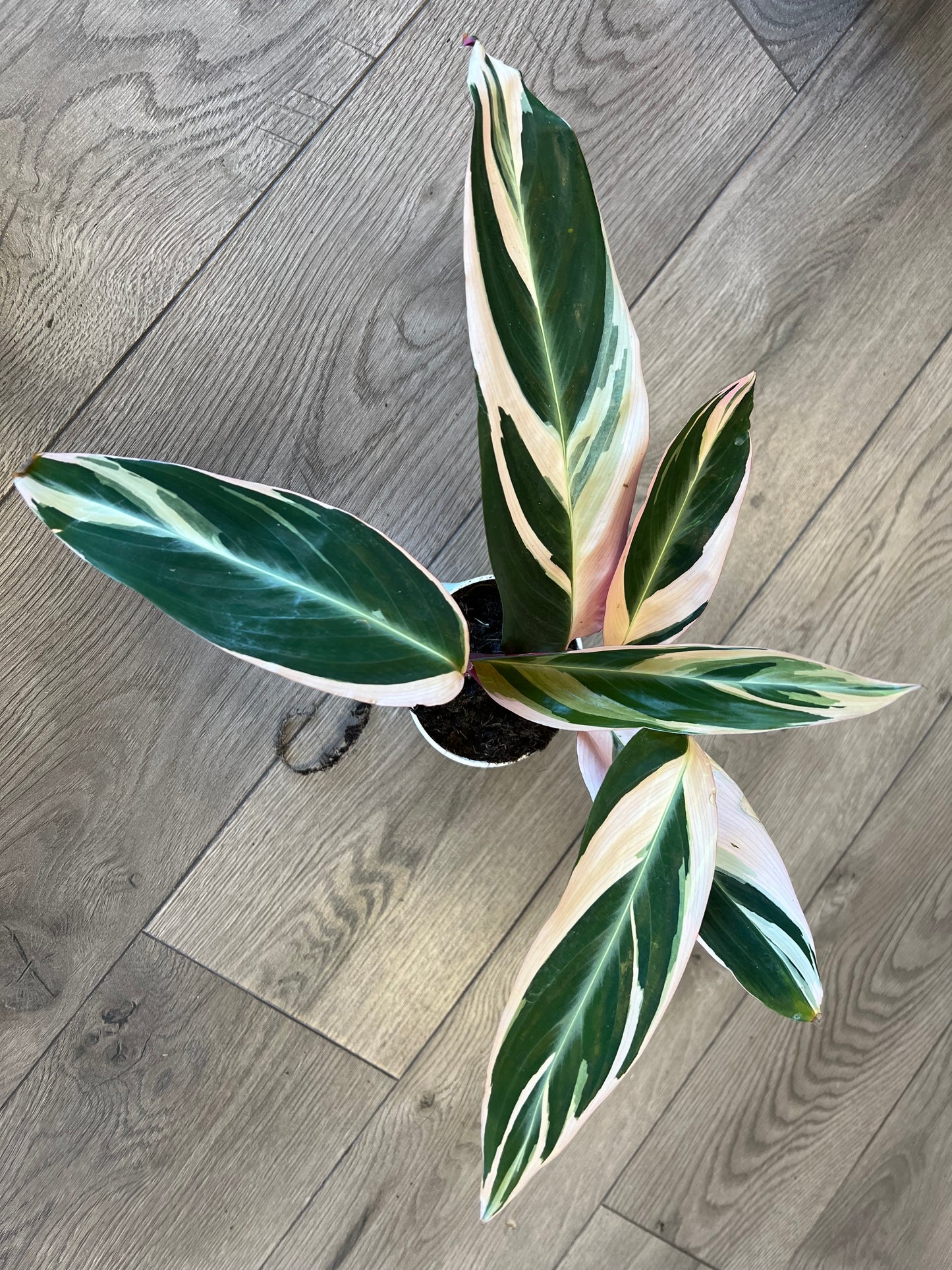 Stromanthe ‘Trio Star’