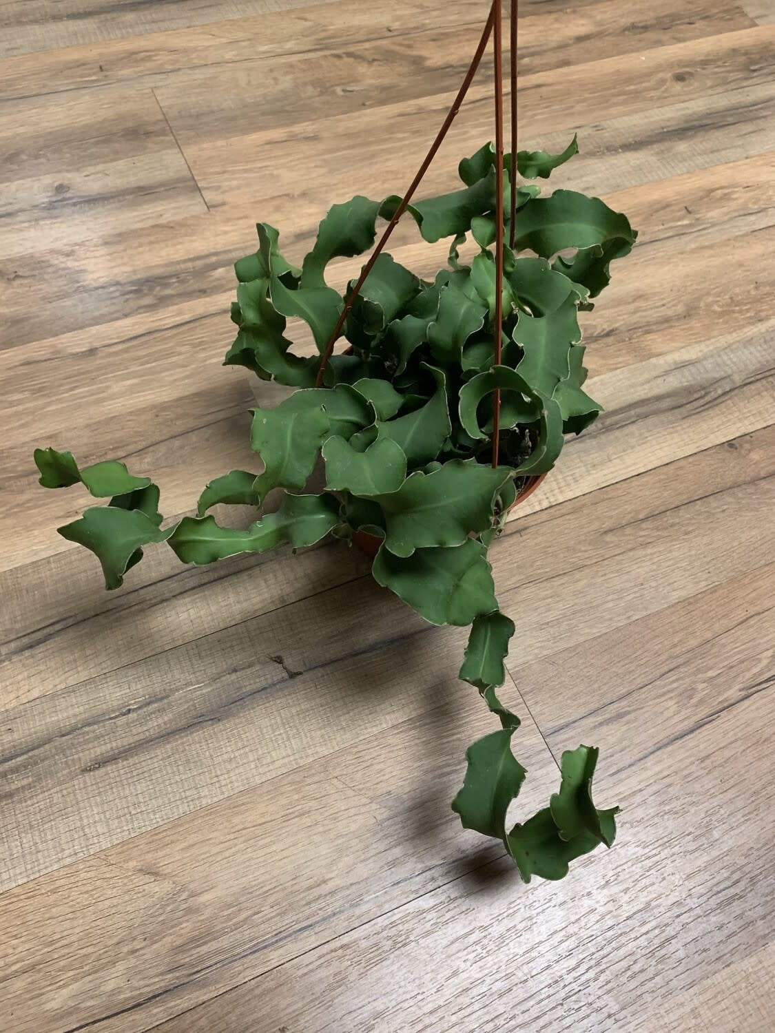 Epiphyllum guatemalense 'Curly Sue Orchid Cactus'