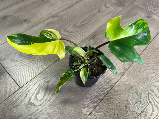 Philodendron 'Florida Beauty'
