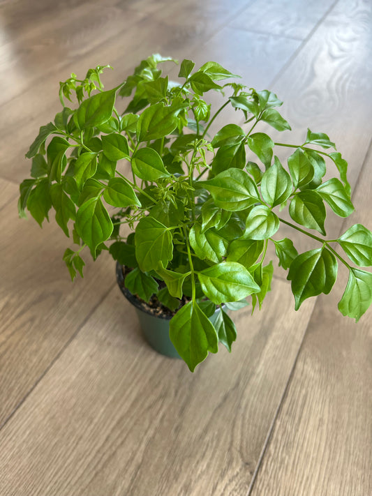 Radermachera sinica 'China Doll'