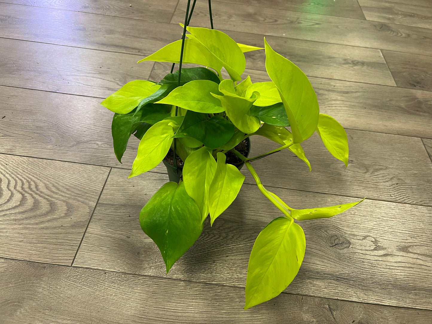 Epipremnum aur. 'Neon Pothos'