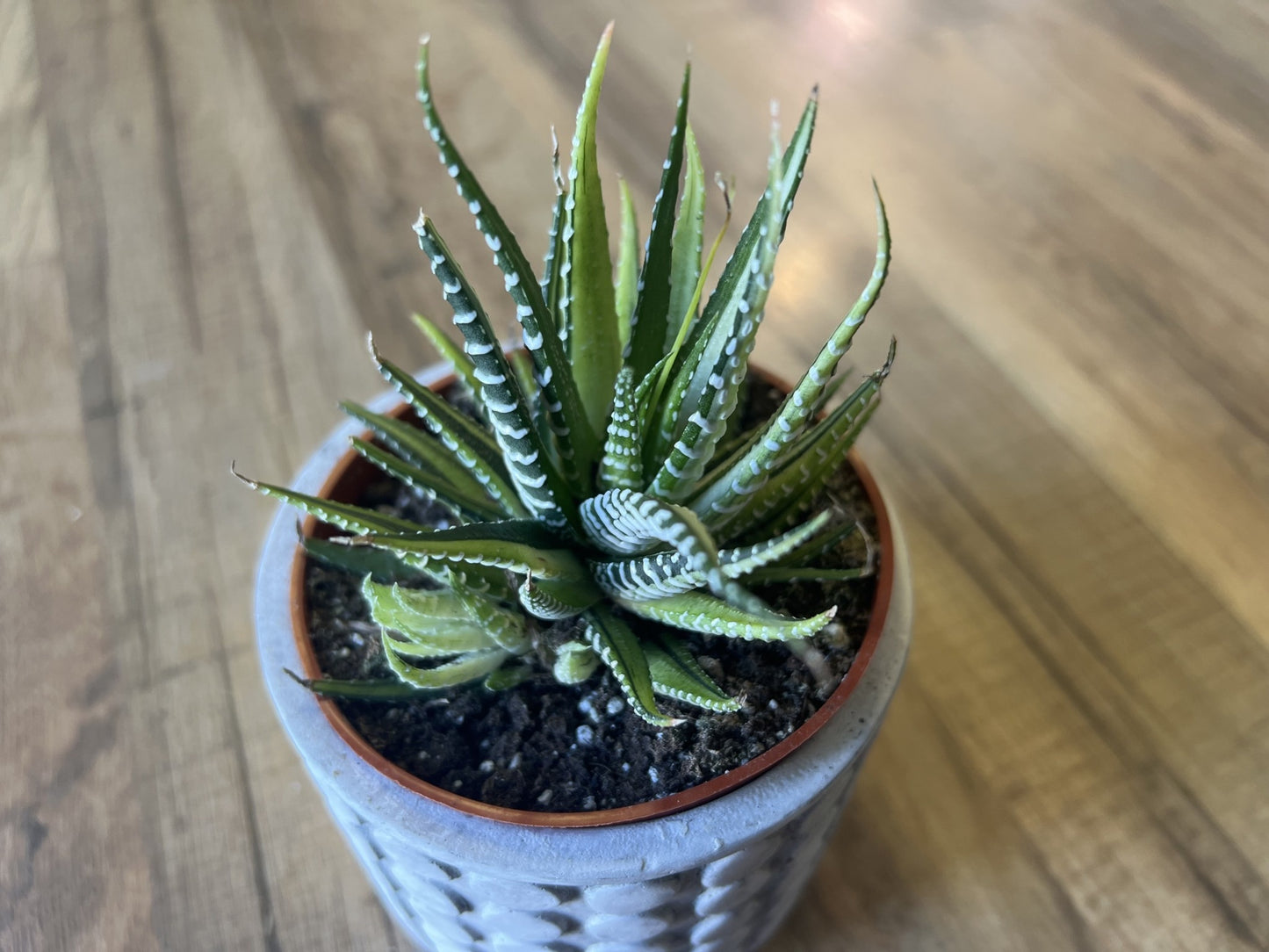 Haworthia attenuata 'Zebra varigata’