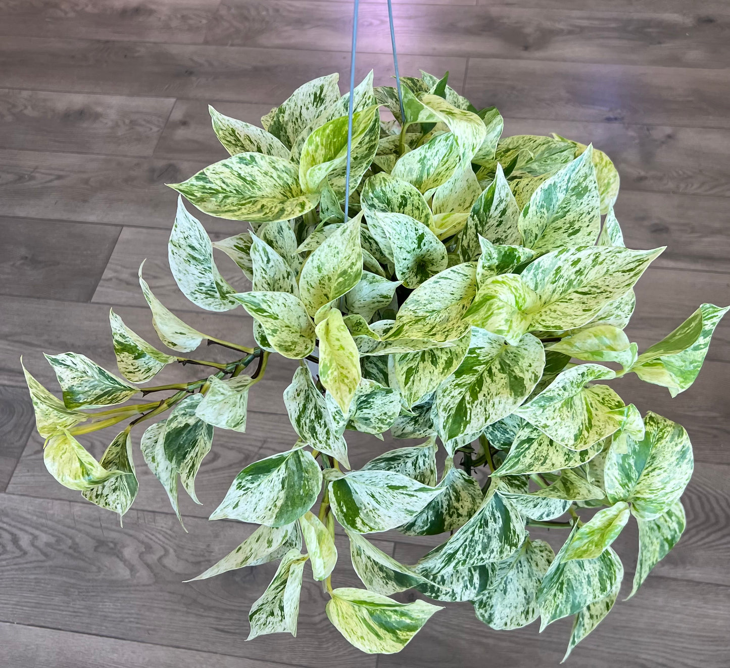 Epipremnum aureum 'Snow Queen Pothos'